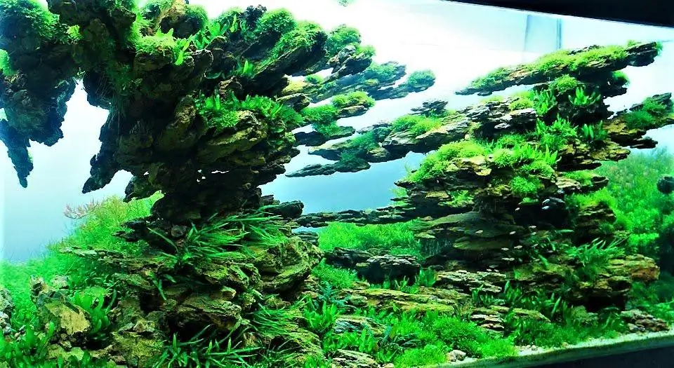 Step by step progression IAPLC 2012 Rank 3 - Green Convergenee