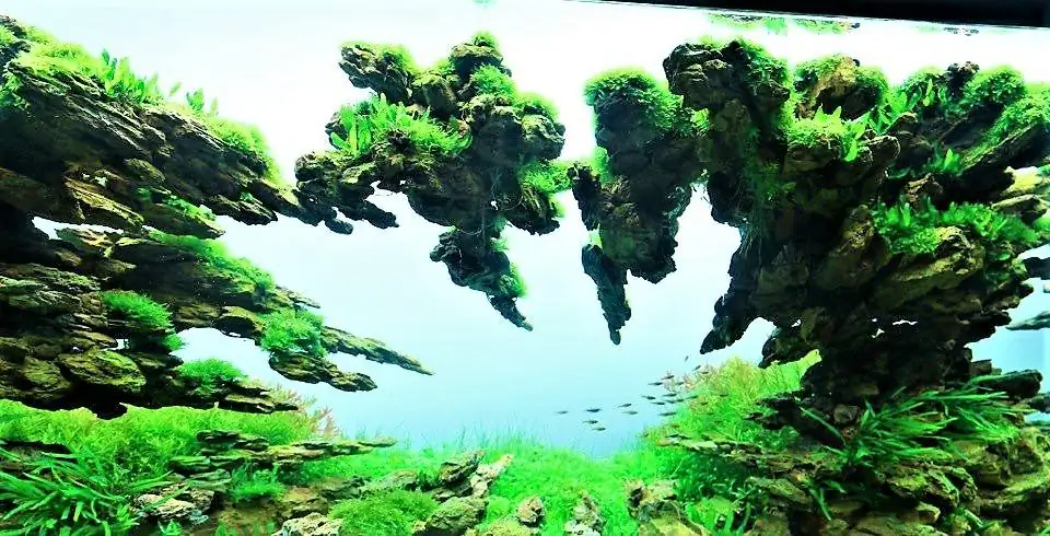 Step by step progression IAPLC 2012 Rank 3 - Green Convergenee