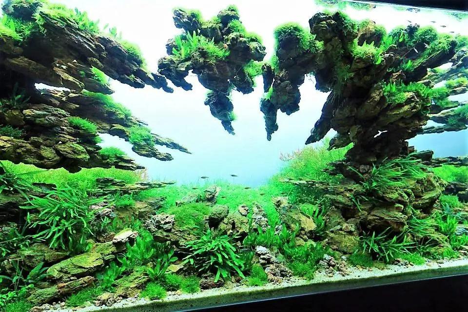 Step by step progression IAPLC 2012 Rank 3 - Green Convergenee