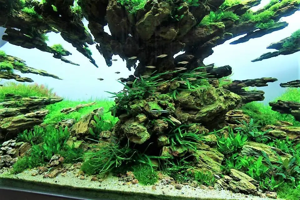 Step by step progression IAPLC 2012 Rank 3 - Green Convergenee