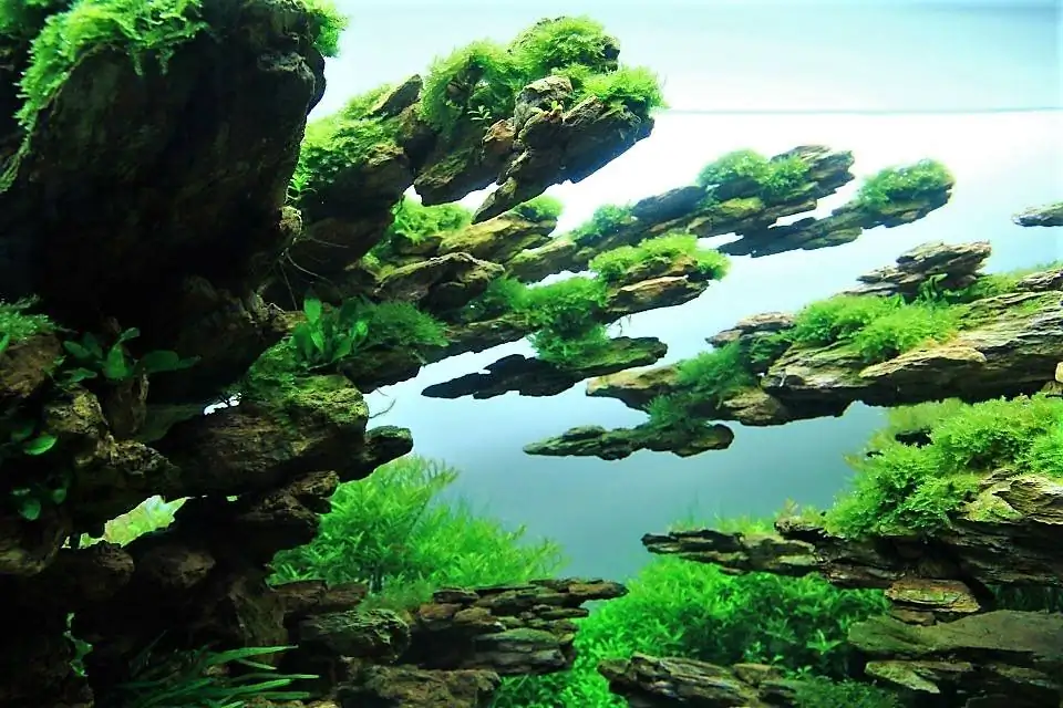 Step by step progression IAPLC 2012 Rank 3 - Green Convergenee