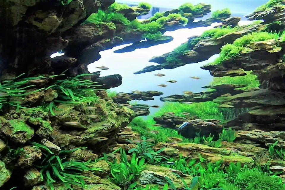 Step by step progression IAPLC 2012 Rank 3 - Green Convergenee