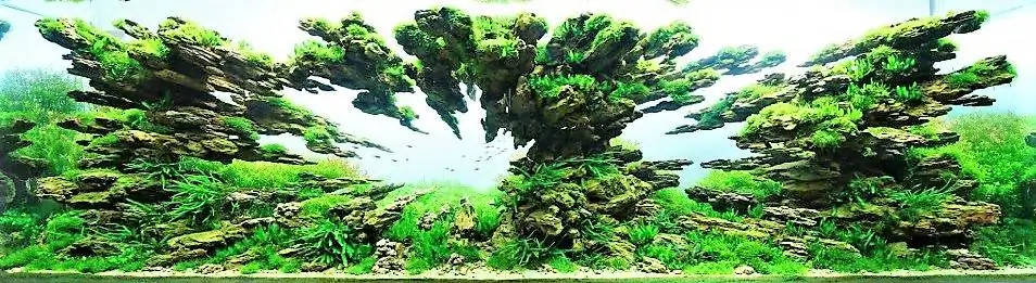 Step by step progression IAPLC 2012 Rank 3 - Green Convergenee