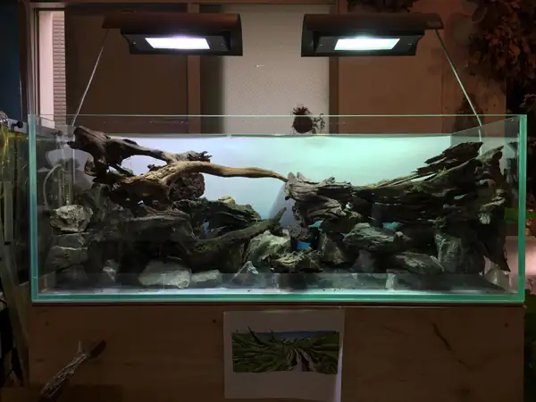 How to make a nature aquarium ranked 8th in the world - IAPLC 2015 - Trace the Headwaters