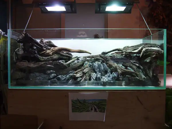 How to make a nature aquarium ranked 8th in the world - IAPLC 2015 - Trace the Headwaters