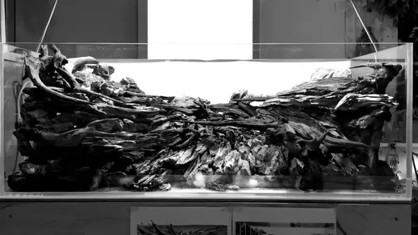 How to make a nature aquarium ranked 8th in the world - IAPLC 2015 - Trace the Headwaters