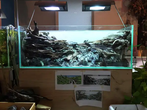 How to make a nature aquarium ranked 8th in the world - IAPLC 2015 - Trace the Headwaters