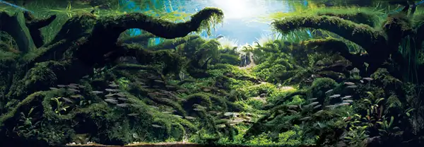 How to make a nature aquarium ranked 8th in the world - IAPLC 2015 - Trace the Headwaters