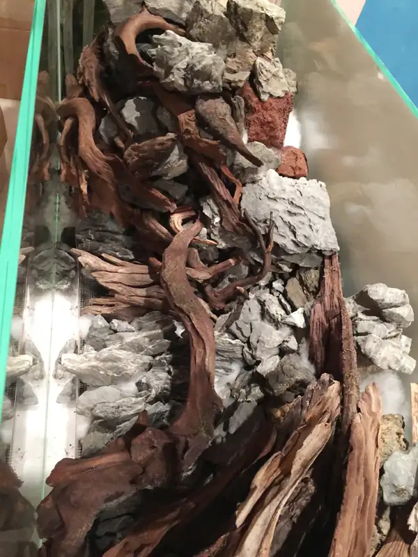 How to make a nature aquarium ranked 8th in the world - IAPLC 2015 - Trace the Headwaters