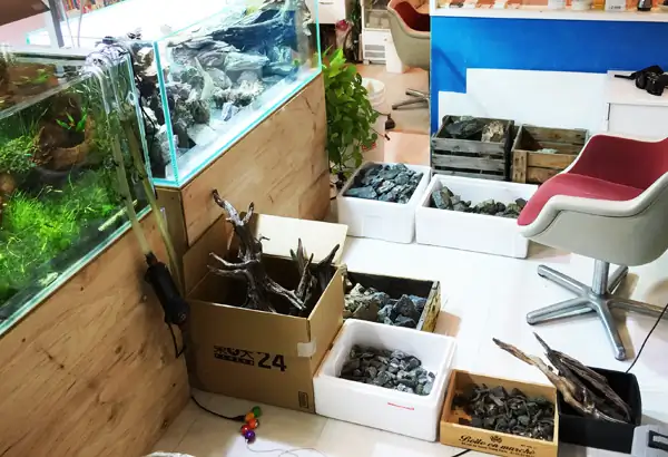 How to make a nature aquarium ranked 8th in the world - IAPLC 2015 - Trace the Headwaters