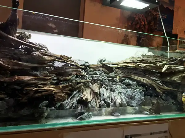 How to make a nature aquarium ranked 8th in the world - IAPLC 2015 - Trace the Headwaters