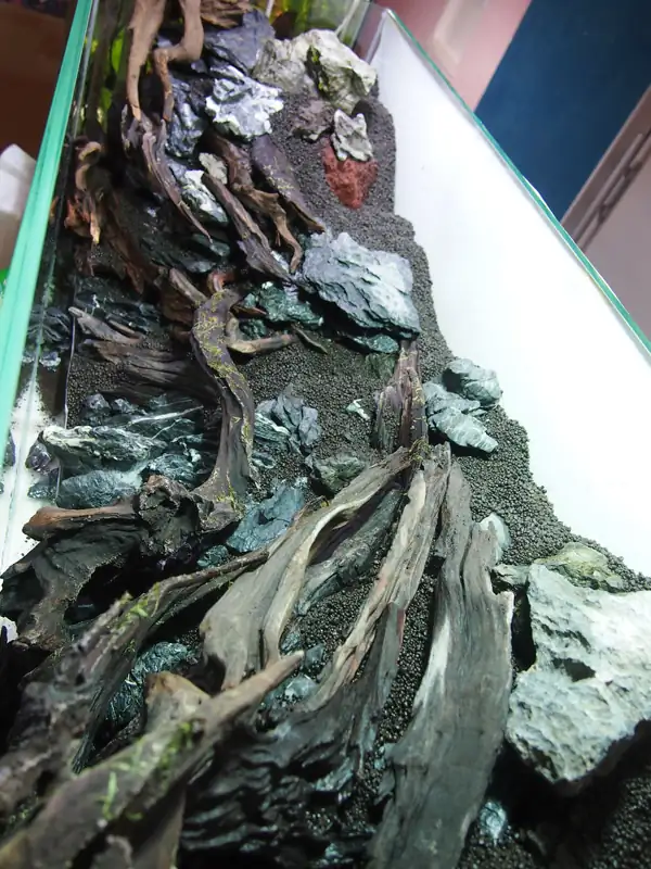 How to make a nature aquarium ranked 8th in the world - IAPLC 2015 - Trace the Headwaters