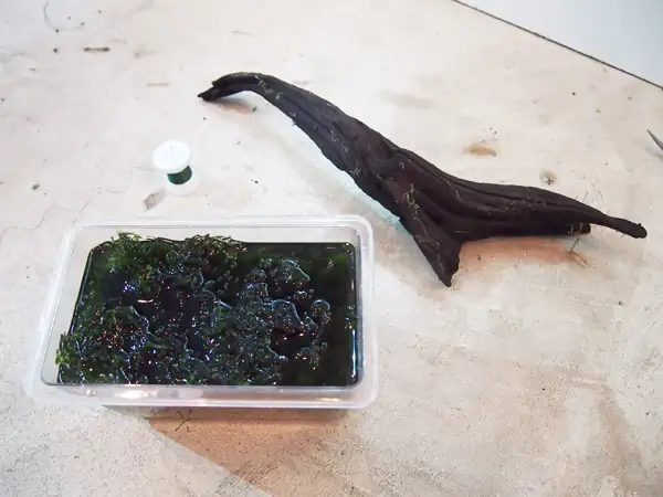 How to make a nature aquarium ranked 8th in the world - IAPLC 2015 - Trace the Headwaters