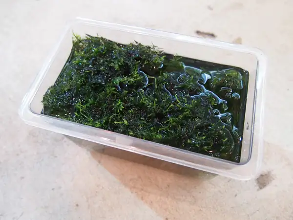 How to make a nature aquarium ranked 8th in the world - IAPLC 2015 - Trace the Headwaters