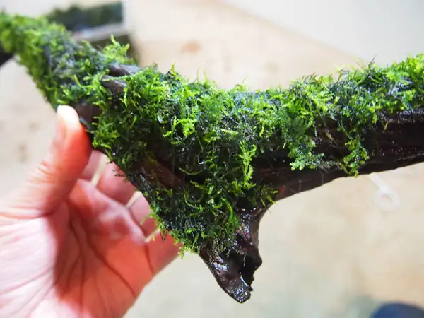 How to make a nature aquarium ranked 8th in the world - IAPLC 2015 - Trace the Headwaters