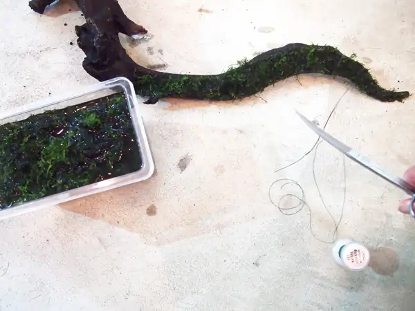 How to make a nature aquarium ranked 8th in the world - IAPLC 2015 - Trace the Headwaters