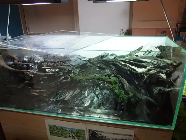 How to make a nature aquarium ranked 8th in the world - IAPLC 2015 - Trace the Headwaters
