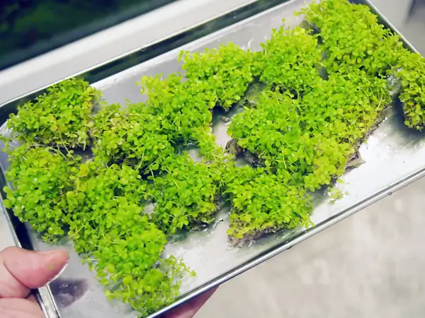 How to make a nature aquarium ranked 8th in the world - IAPLC 2015 - Trace the Headwaters