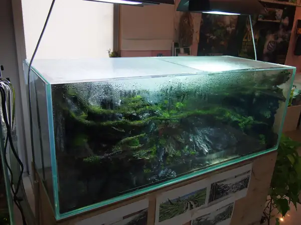 How to make a nature aquarium ranked 8th in the world - IAPLC 2015 - Trace the Headwaters