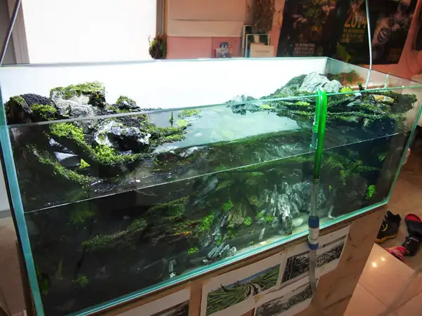 How to make a nature aquarium ranked 8th in the world - IAPLC 2015 - Trace the Headwaters