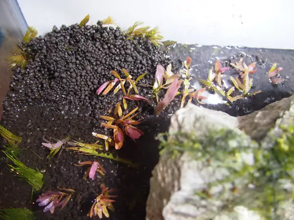 How to make a nature aquarium ranked 8th in the world - IAPLC 2015 - Trace the Headwaters