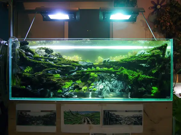 How to make a nature aquarium ranked 8th in the world - IAPLC 2015 - Trace the Headwaters