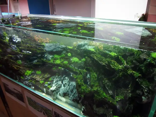 How to make a nature aquarium ranked 8th in the world - IAPLC 2015 - Trace the Headwaters