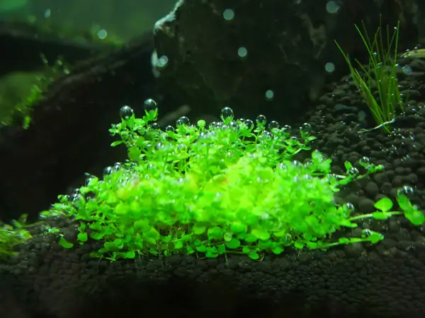 How to make a nature aquarium ranked 8th in the world - IAPLC 2015 - Trace the Headwaters