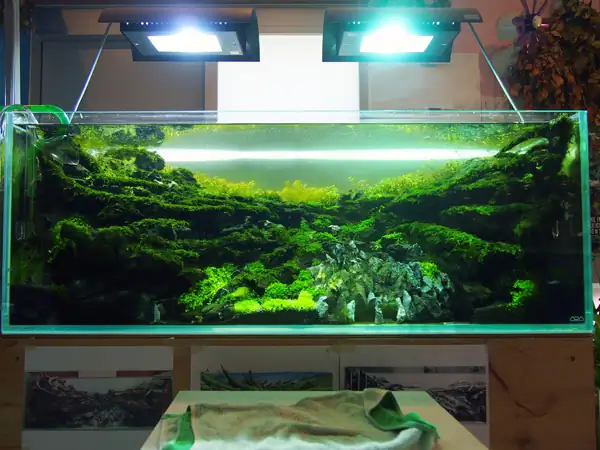 How to make a nature aquarium ranked 8th in the world - IAPLC 2015 - Trace the Headwaters