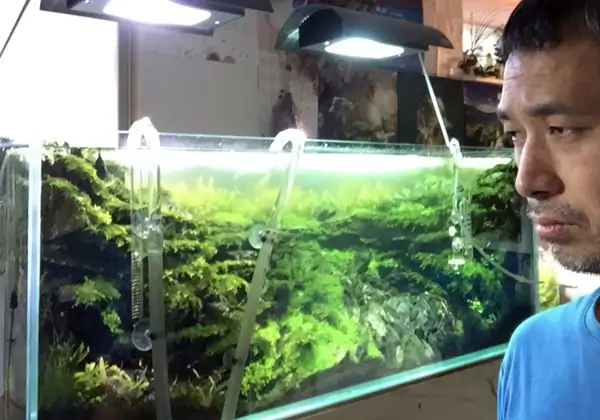 How to make a nature aquarium ranked 8th in the world - IAPLC 2015 - Trace the Headwaters