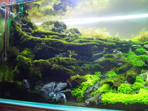 How to make a nature aquarium ranked 8th in the world - IAPLC 2015 - Trace the Headwaters