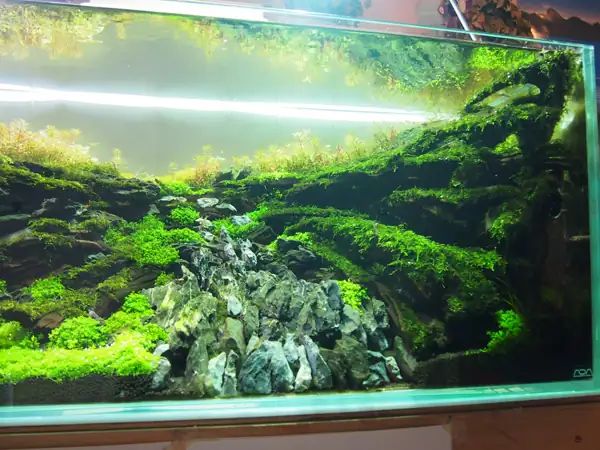 How to make a nature aquarium ranked 8th in the world - IAPLC 2015 - Trace the Headwaters