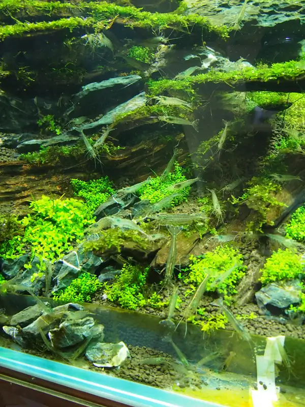 How to make a nature aquarium ranked 8th in the world - IAPLC 2015 - Trace the Headwaters