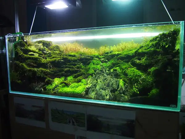 How to make a nature aquarium ranked 8th in the world - IAPLC 2015 - Trace the Headwaters
