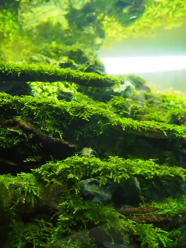 How to make a nature aquarium ranked 8th in the world - IAPLC 2015 - Trace the Headwaters