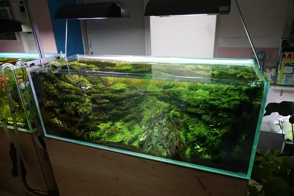 How to make a nature aquarium ranked 8th in the world - IAPLC 2015 - Trace the Headwaters