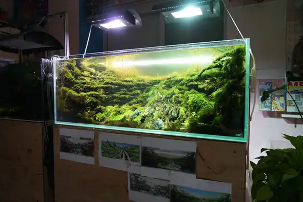 How to make a nature aquarium ranked 8th in the world - IAPLC 2015 - Trace the Headwaters