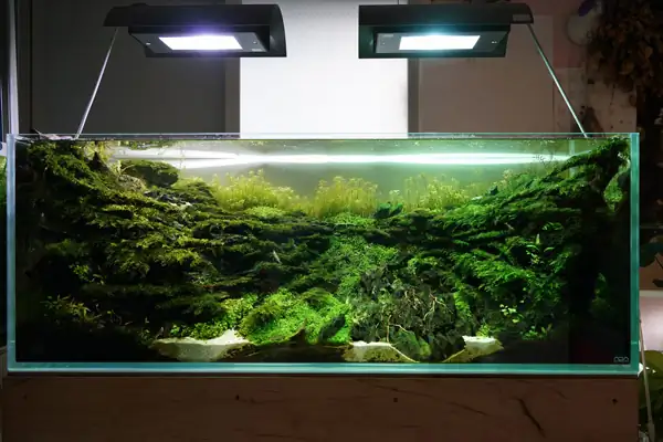 How to make a nature aquarium ranked 8th in the world - IAPLC 2015 - Trace the Headwaters