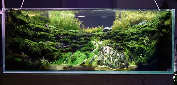 How to make a nature aquarium ranked 8th in the world - IAPLC 2015 - Trace the Headwaters