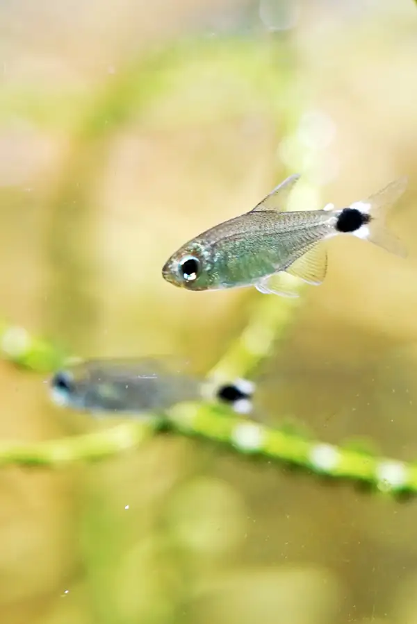 How to make a nature aquarium ranked 8th in the world - IAPLC 2015 - Trace the Headwaters