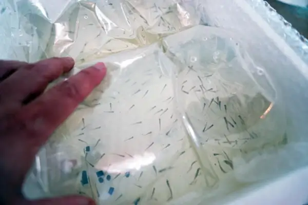 How to make a nature aquarium ranked 8th in the world - IAPLC 2015 - Trace the Headwaters