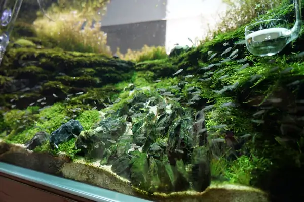 How to make a nature aquarium ranked 8th in the world - IAPLC 2015 - Trace the Headwaters