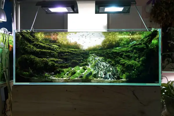 How to make a nature aquarium ranked 8th in the world - IAPLC 2015 - Trace the Headwaters