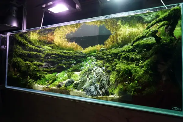How to make a nature aquarium ranked 8th in the world - IAPLC 2015 - Trace the Headwaters