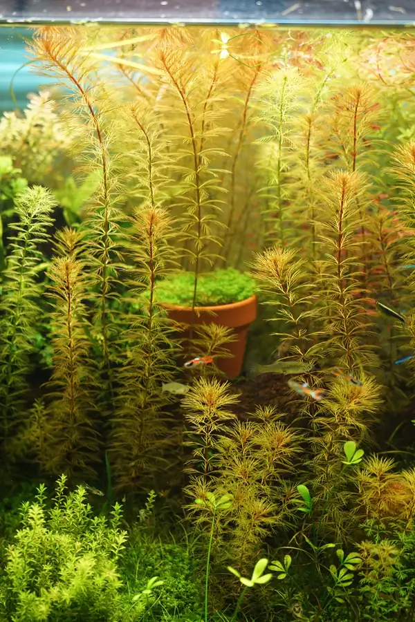 How to make a nature aquarium ranked 8th in the world - IAPLC 2015 - Trace the Headwaters