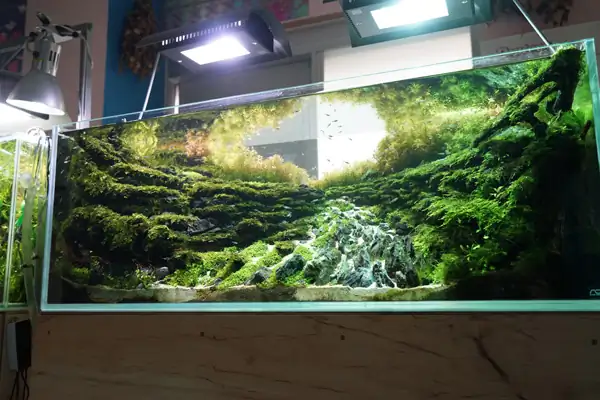 How to make a nature aquarium ranked 8th in the world - IAPLC 2015 - Trace the Headwaters