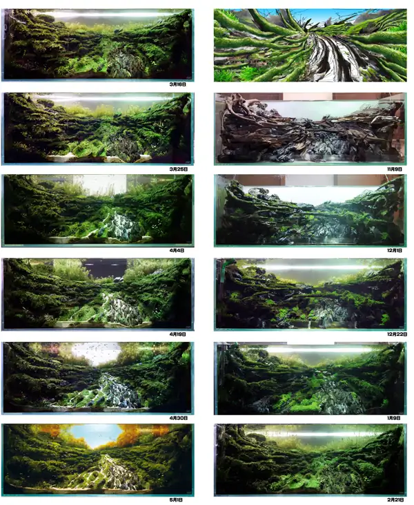 How to make a nature aquarium ranked 8th in the world - IAPLC 2015 - Trace the Headwaters