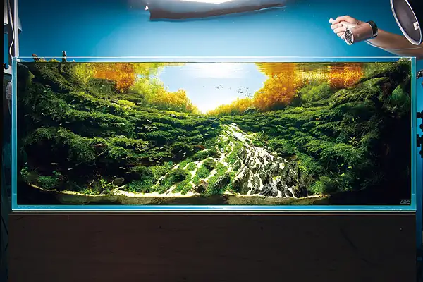 How to make a nature aquarium ranked 8th in the world - IAPLC 2015 - Trace the Headwaters