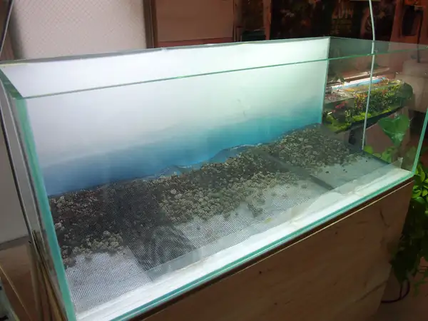 How to make a nature aquarium ranked 8th in the world - IAPLC 2015 - Trace the Headwaters