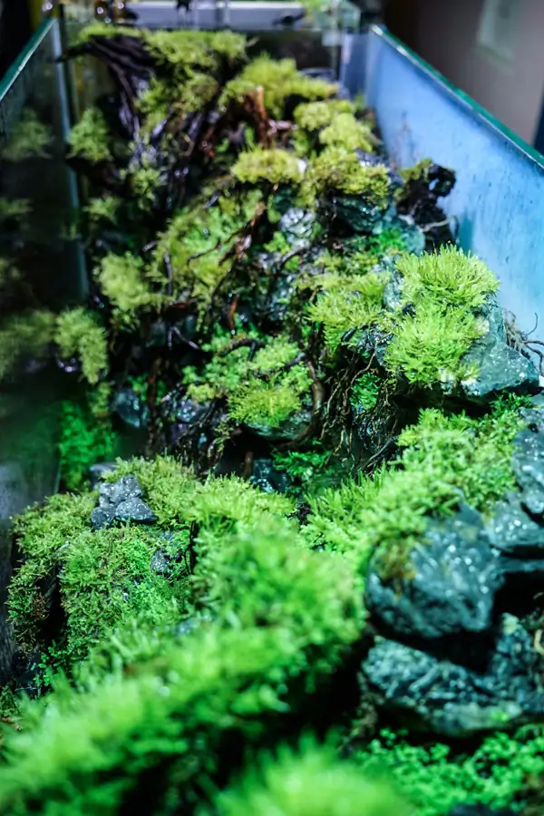 Steps progression IAPLC 2016 Silver Prize - OverTime - Katsuki Tanaka / Japan